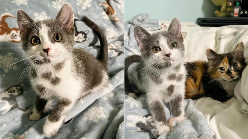 ‘Dalmatian’ Kitten And Her Calico Sister Get A Fresh Start In Life