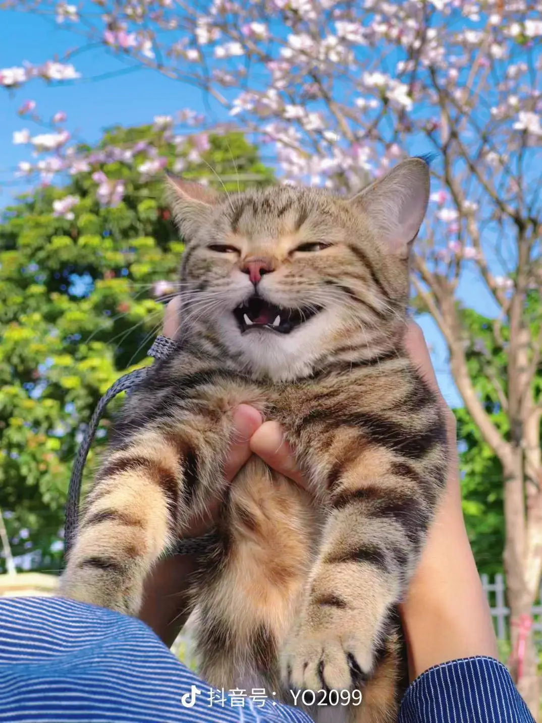 Happy face of the cat when being taken for the first time by its owner to play