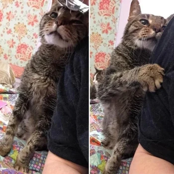 16 Times Humans Were Caught Sleeping Soundly Their Pets