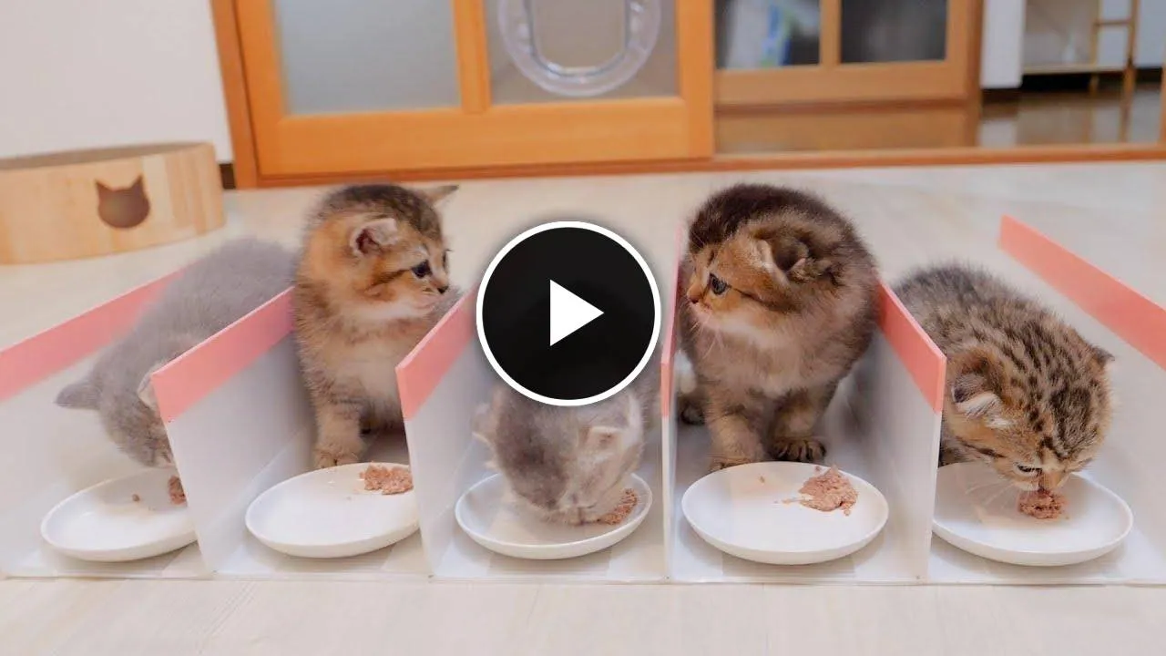 Here is the reaction when we erected a fence to prevent the kittens from competing for baby food.