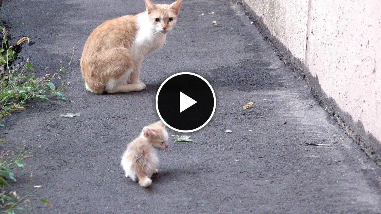 Tiny kitten is crying because his mother abandoned him