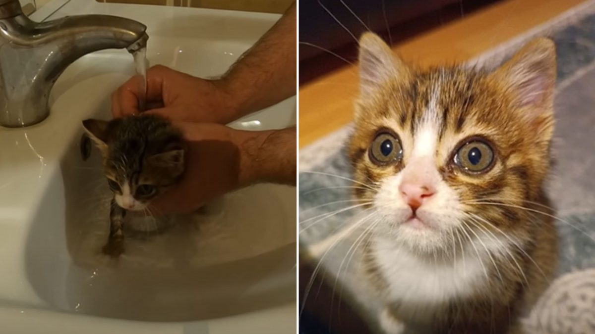 Freezing Kitten Crying For Help Gets Rescued From The Cold Streets