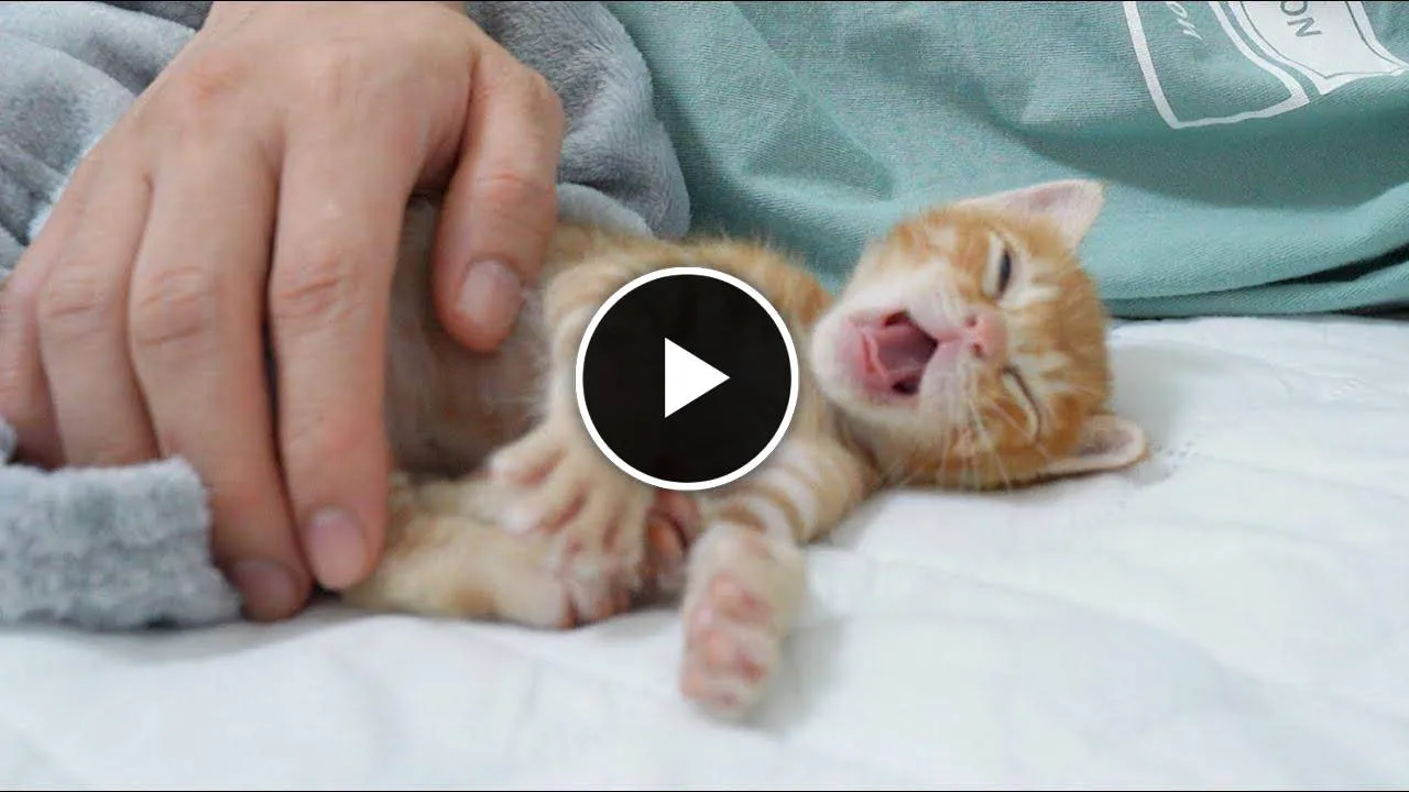 Baby Kitten Wakes up From Sleep and Makes A Babbling Sound