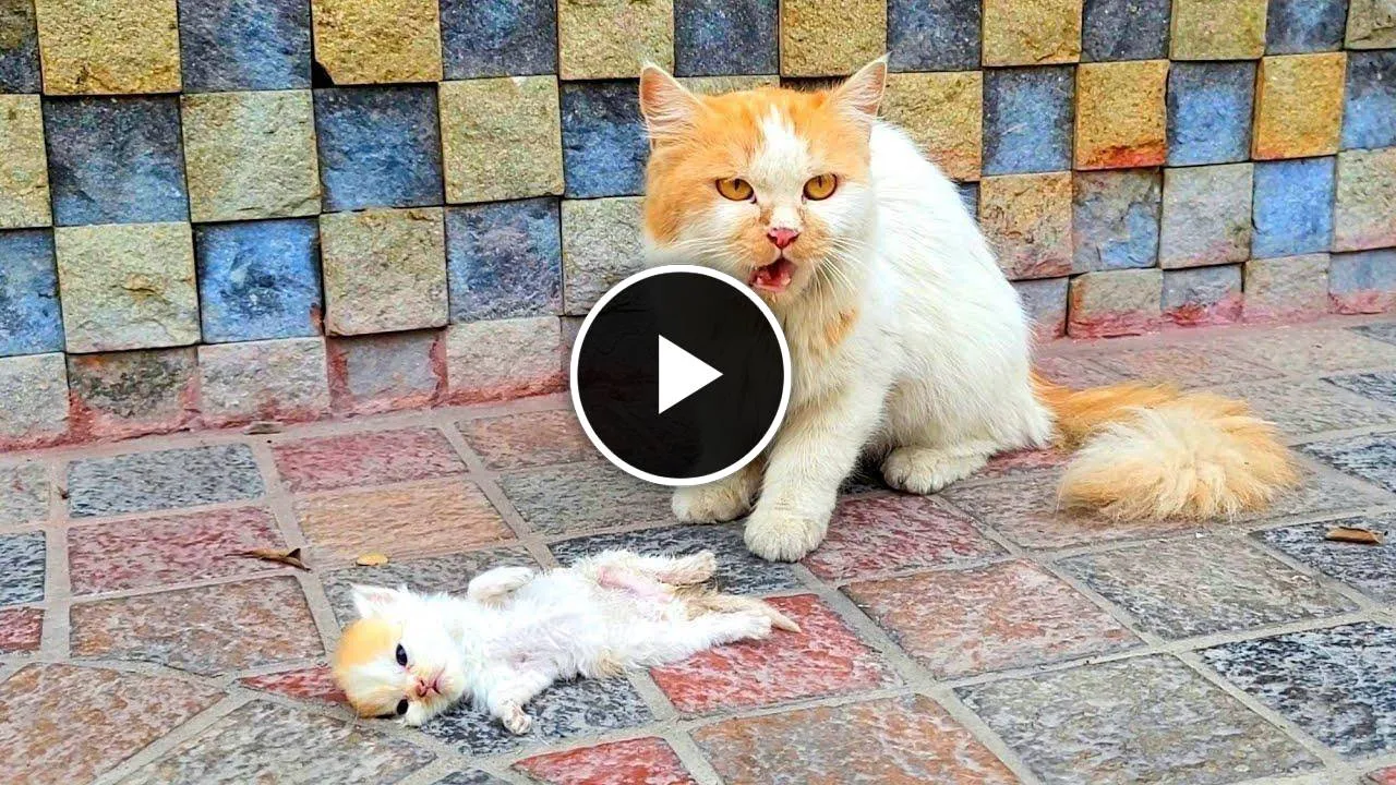 A crying mother trying to drag a man to her dying kitten. Just unbelievable
