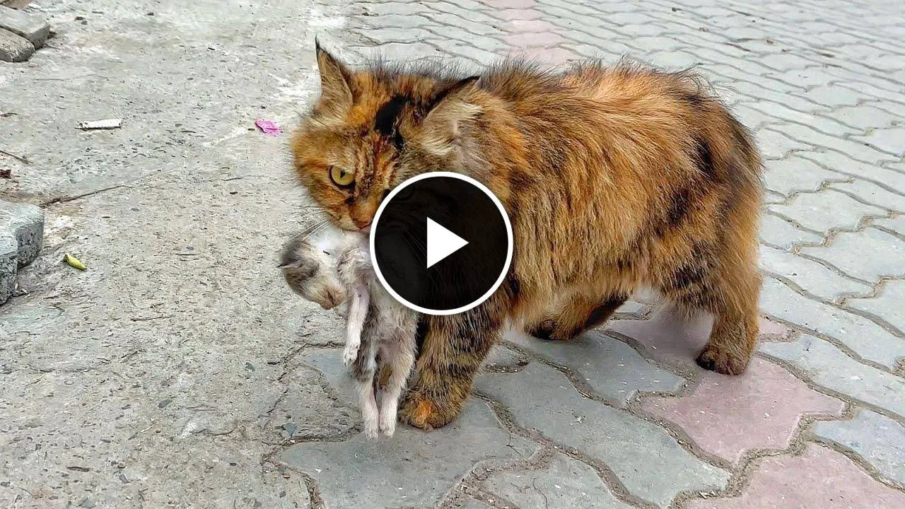 A crying mother cat brough her dying kitten to a man. Just unbelievable!