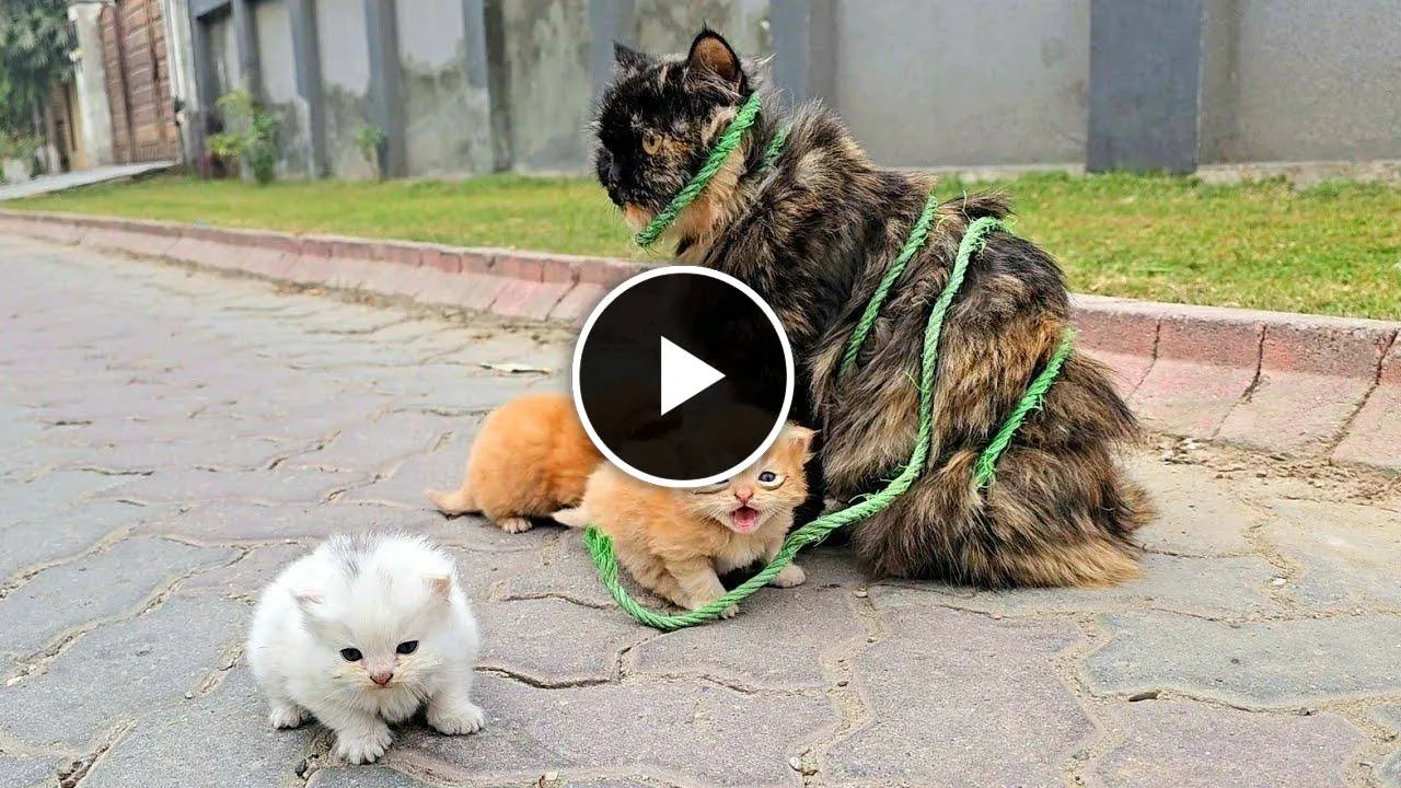 The mother cat, whose legs were tied and left on the road with her kittens, was rescued.