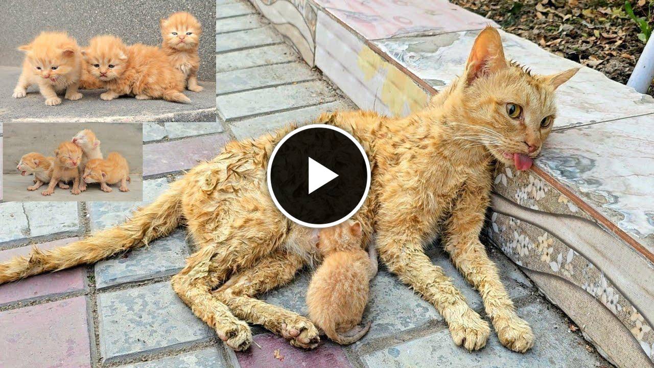 A man helped a dying cat and her kittens. You won't believe what happened next!