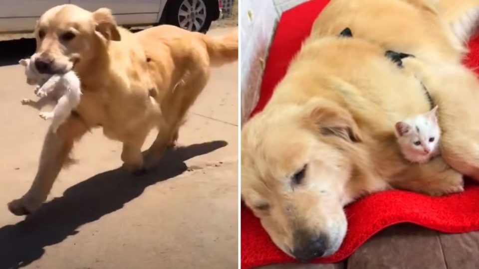 Stray Kitten Was In Dire Straits When A Golden Retriever Came To The Rescue