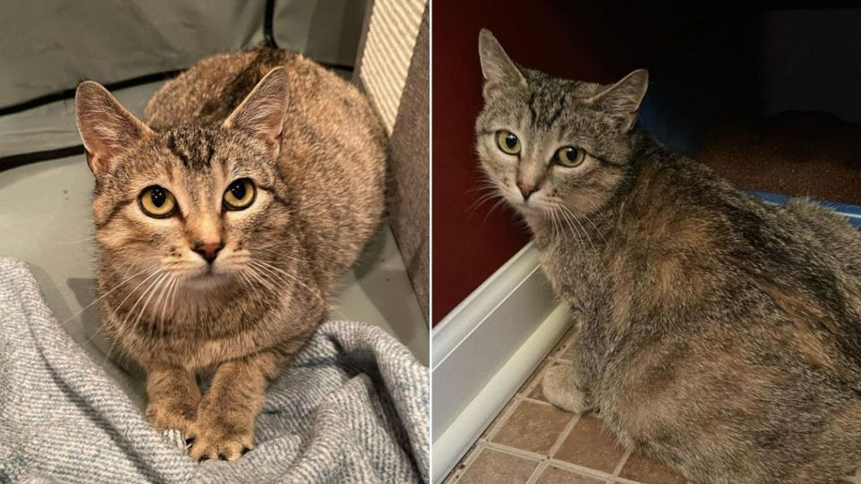 Poor Semi-Feral Cat Mama Was Terrified Until She Felt True Love
