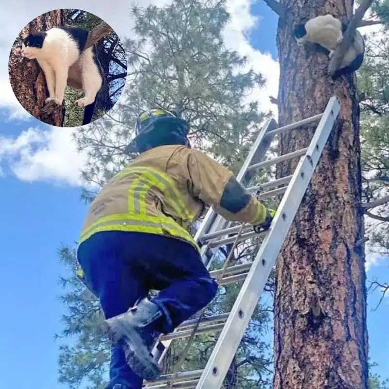 People Shocked To See A Cat Stuck In The Strangest Position On A Branch