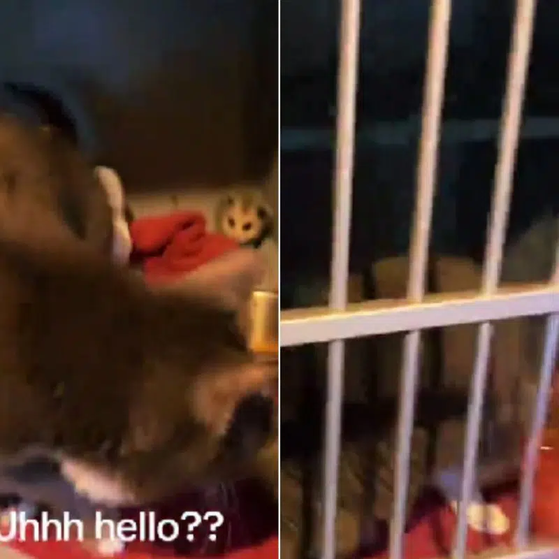 Shelter Worker Goes In To Check On One Of The Cats And Finds A Surprise In Her Cage