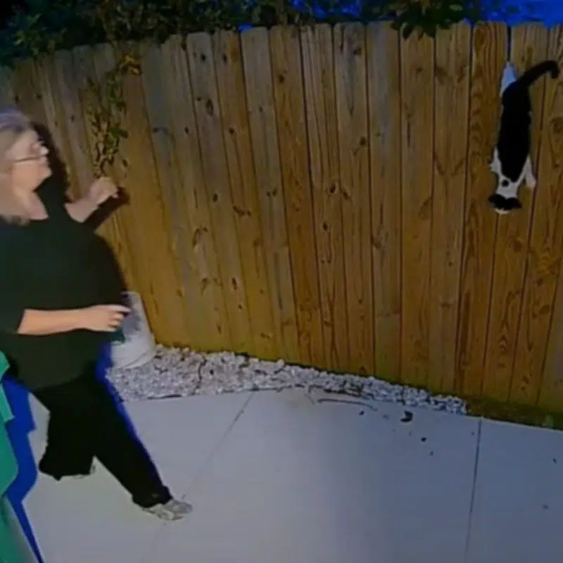 Woman Wakes Up To A Stray Cat Screaming In Her Backyard Sparking A Heroic Rescue