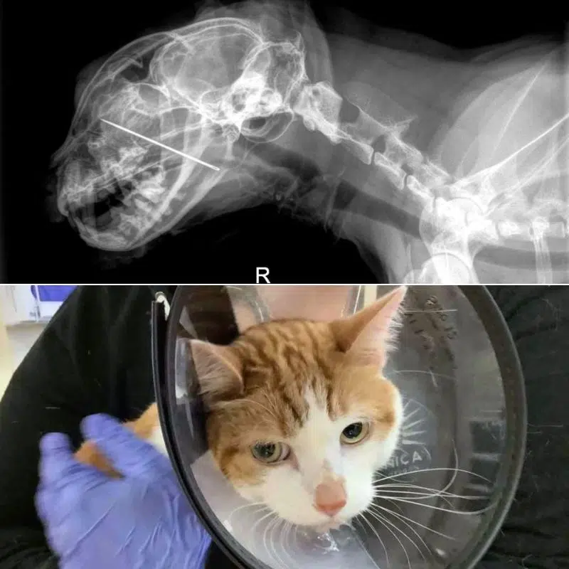 X-Ray Reveals Surprising Object Lodged In Cat’s Throat Piercing His Mouth