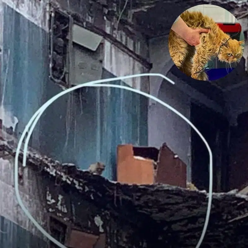 Grumpy Cat Finds Her Long-Lost Family After Being Stuck In A Destroyed Building For Months