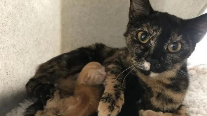Man Dumps His Cat In The Middle Of The Woods At Her Most Vulnerable Time